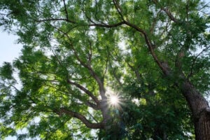 Looking up at the full foliage of the Cambridge Kentucky Coffeetree from the base of the trunk