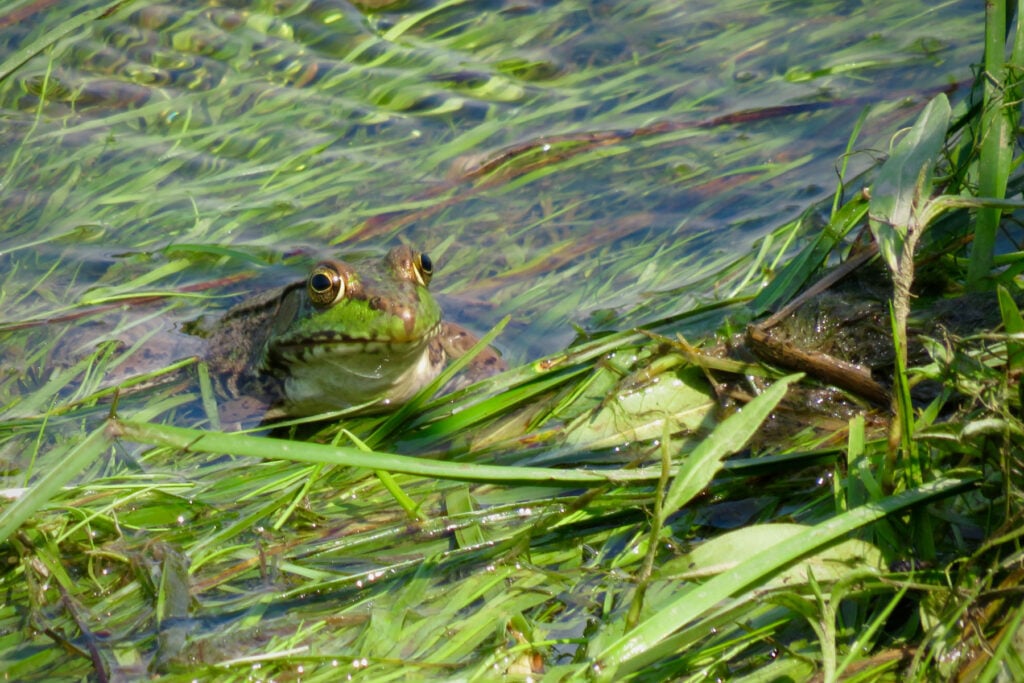 frog in a pond